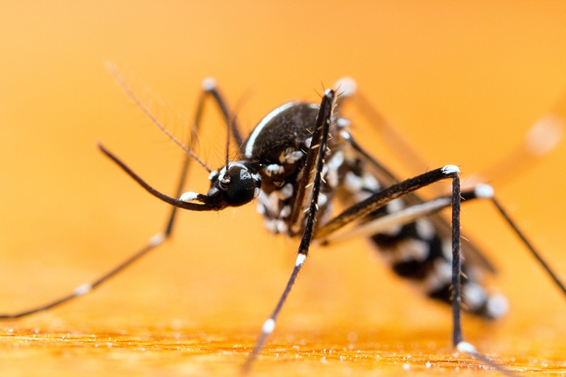 A tiger mosquito