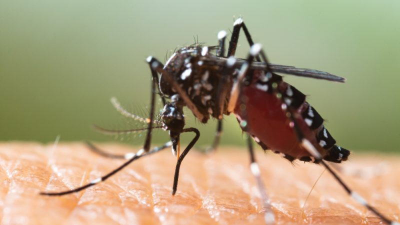 A tiger mosquito